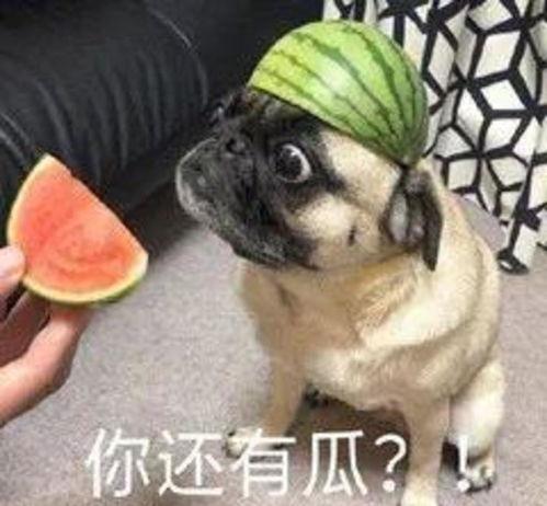 吃瓜的老狗,揭秘娱乐圈那些事儿