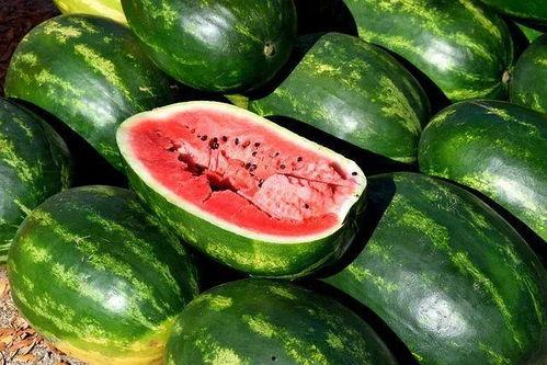 东北吃瓜妹妹吃瓜视频大全,趣味横生的东北方言美食盛宴