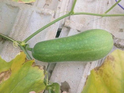 罗熙夏日吃瓜,揭秘娱乐圈背后的秘密与真相