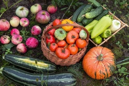 明天几次吃瓜,揭秘明天瓜子的美味秘密