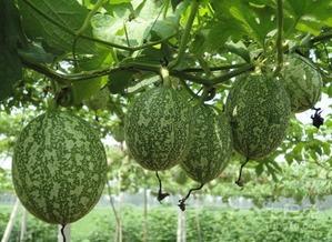 黄色的吊瓜咋吃,黄色吊瓜的多样食法探索