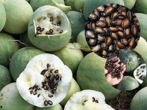 吃红色籽瓜,甜蜜滋味，营养满溢的夏日美味