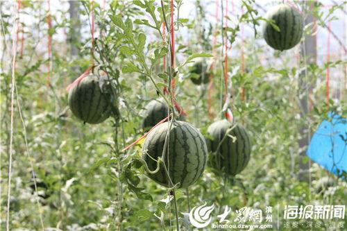 咸阳老张吃瓜视频,揭秘街头趣闻，带你领略咸阳风情