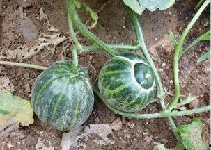 nga老哥吃瓜视频,揭秘网络热点背后的故事