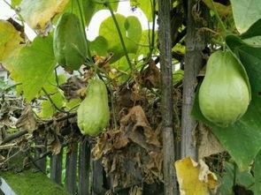 怎么吃烧瓜图片,色香味俱全的烹饪秘籍大公开