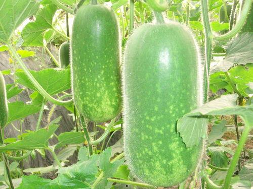 lyc吃瓜,跟随lyc吃瓜，探寻明星幕后故事