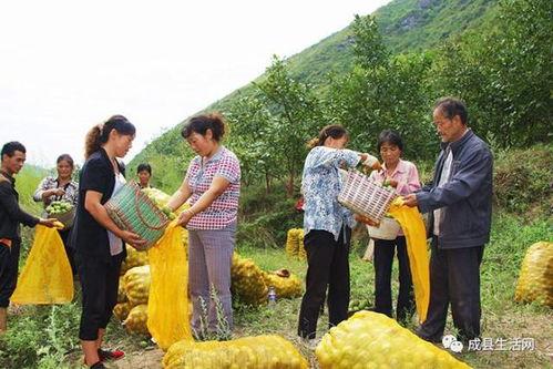 成县吃瓜最新事件,揭秘背后真相与网络热议