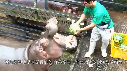 河马吃西瓜剩下瓜,剩瓜变宝的奇妙之旅