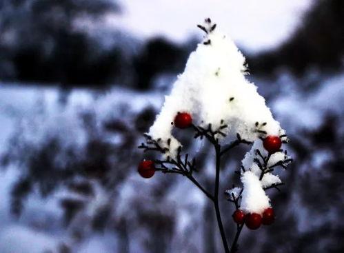 雪娥吃瓜