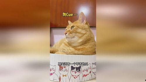 猫冬吃瓜,揭秘冬季吃瓜的乐趣与潮流