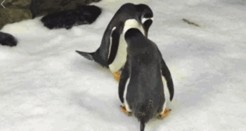 企鹅瓜怎么吃,解锁美味新方式