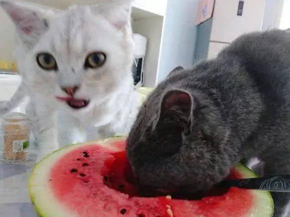 猫吵架吃瓜
